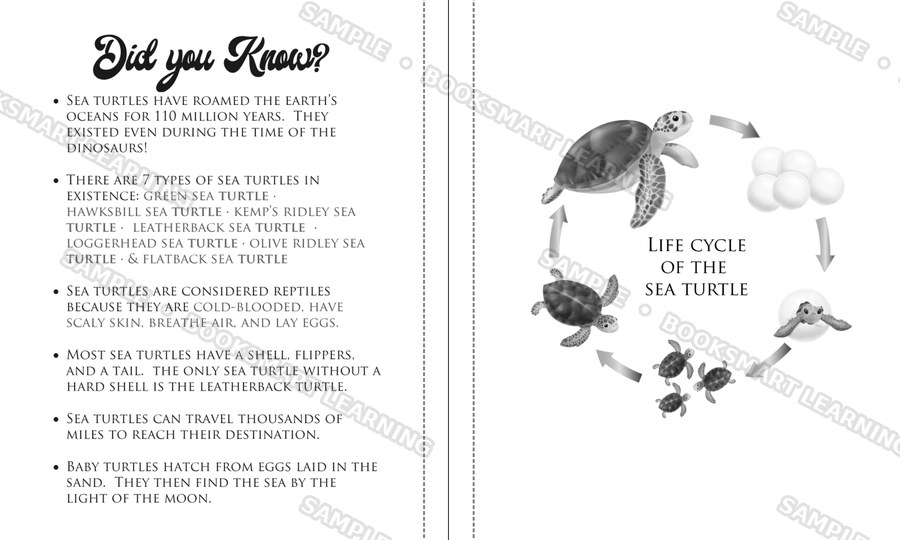 My Turtle Journal Did You Know sea turtle facts and life cycle interior spread, sample preview